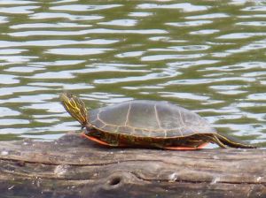 This image has an empty alt attribute; its file name is p1000668-2.jpg