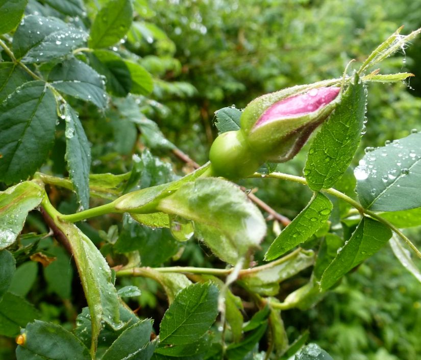 Rain on roses in June