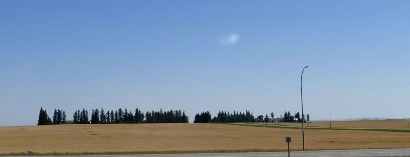 Golden fields of Alberta grain. 