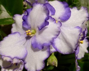 African Violet