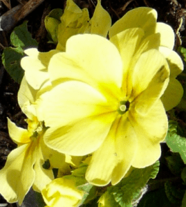 Primrose