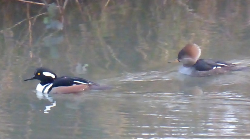 01-29-16 Mergansers
