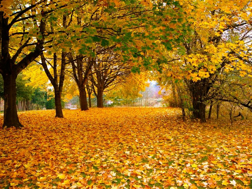 yellow autumn leaves