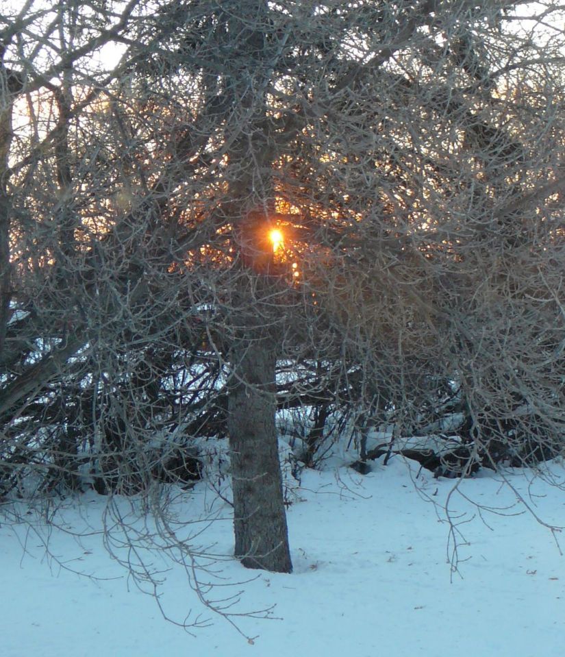 sunrise through branches
