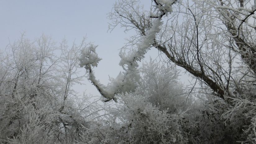Branches in frosty bloom (Photo © 2016 by V. Nesdoly)