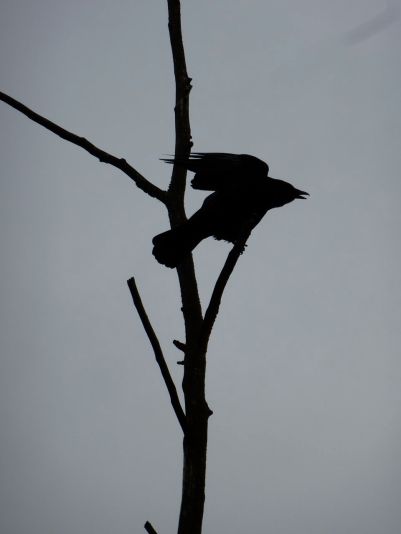 Crow