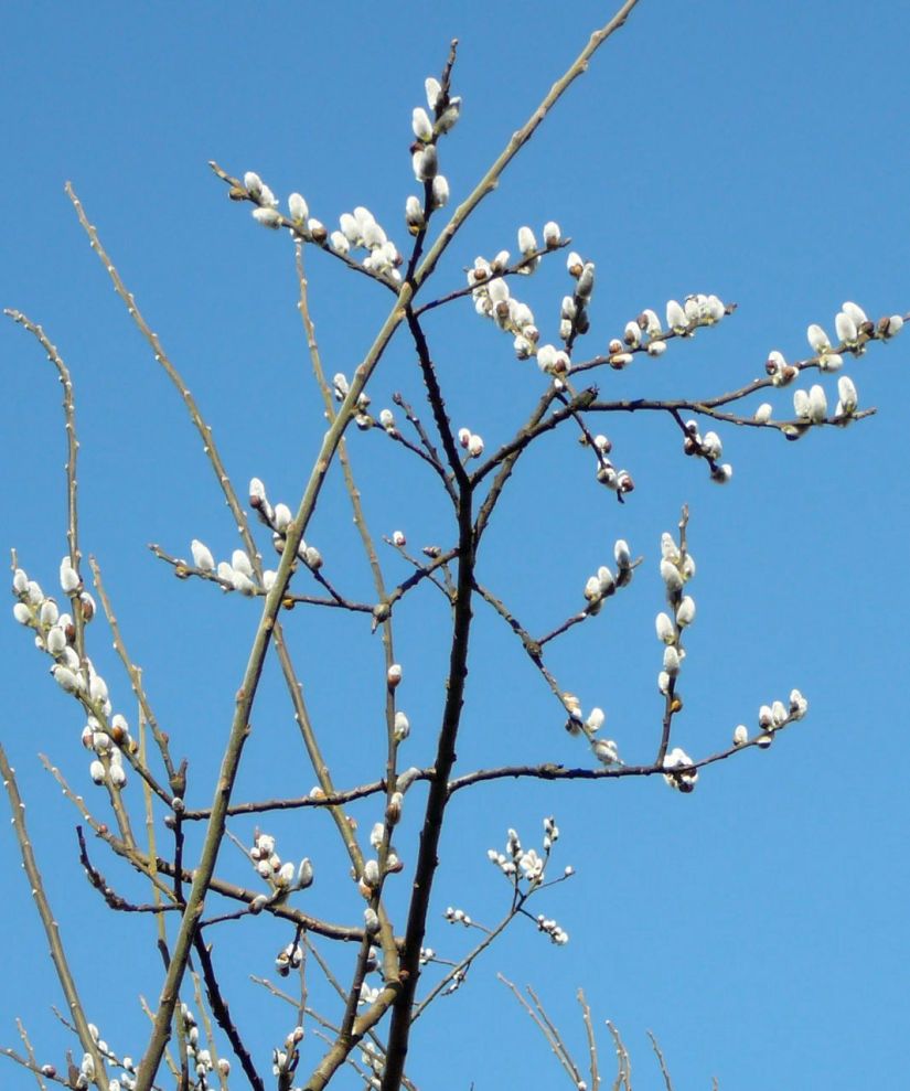 Pussy Willows
