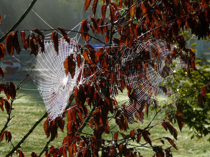 Spider webs