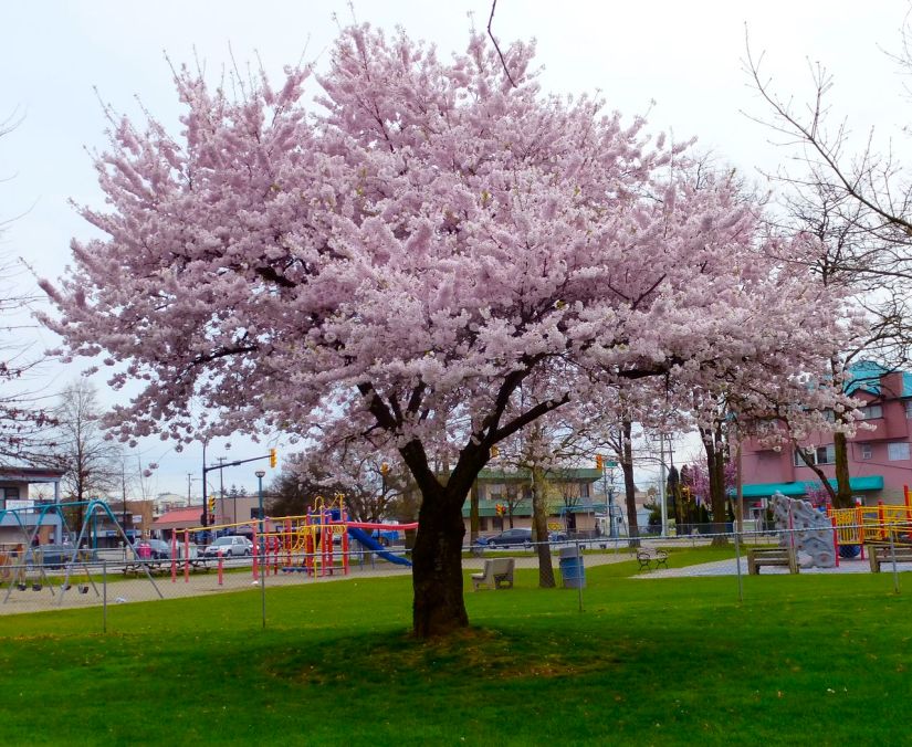 cherry tree in bloom