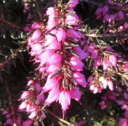 02-10-18 Shades of Pink-4