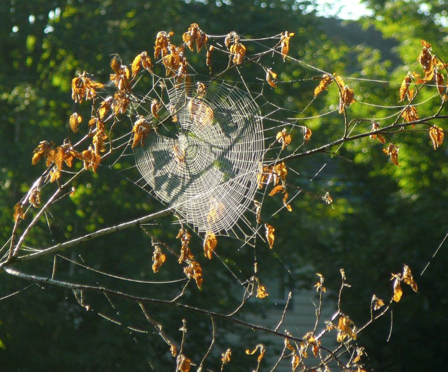 spider web