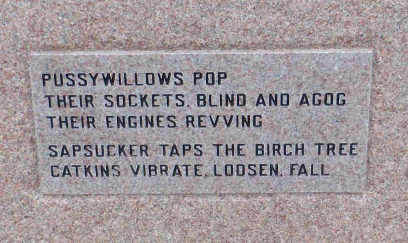 Pussy willows pop...