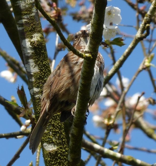 bird in blossoming tree