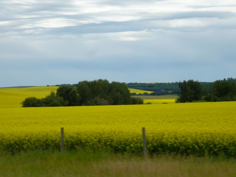Canola fields
