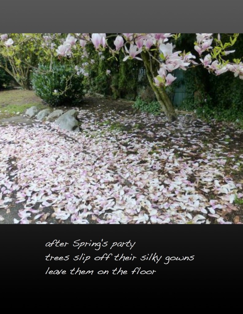 Magnolia petals on the ground