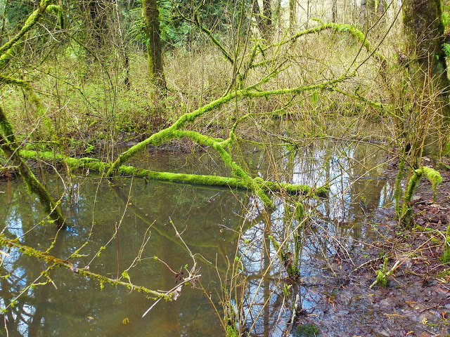 mossy branch arcs over water