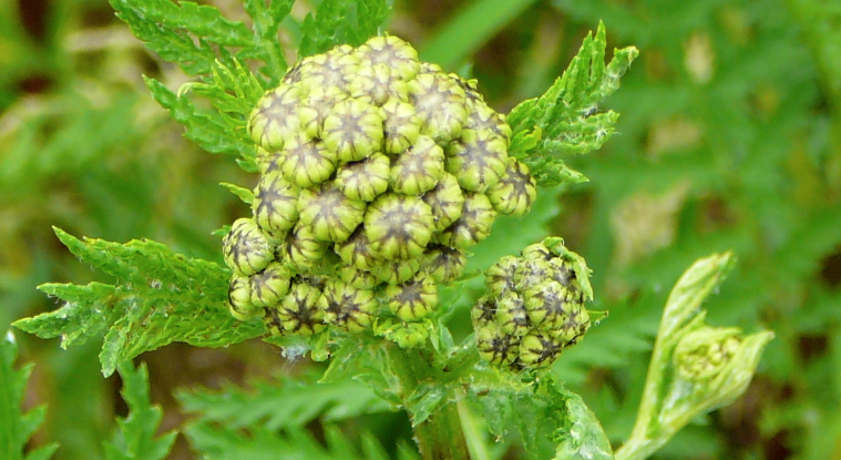 Tansy buds
