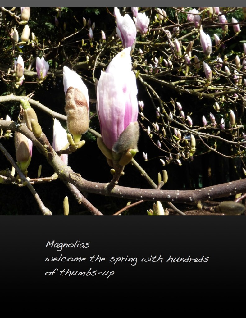 Magnolia buds