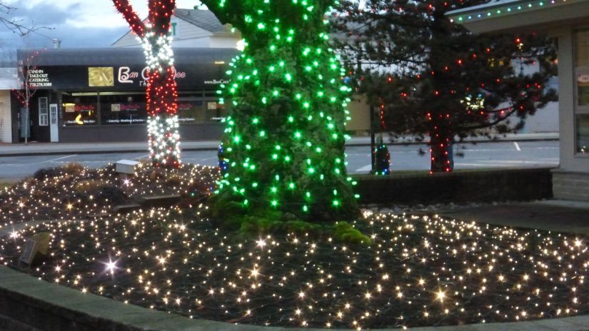 Lighted trees in Douglas Park - Langley, BC, Canada