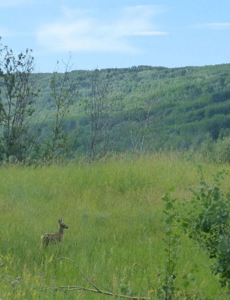Fawn in grass