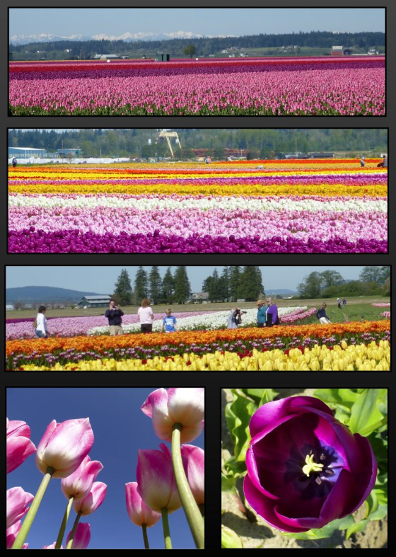 Tulips - La Conner WA