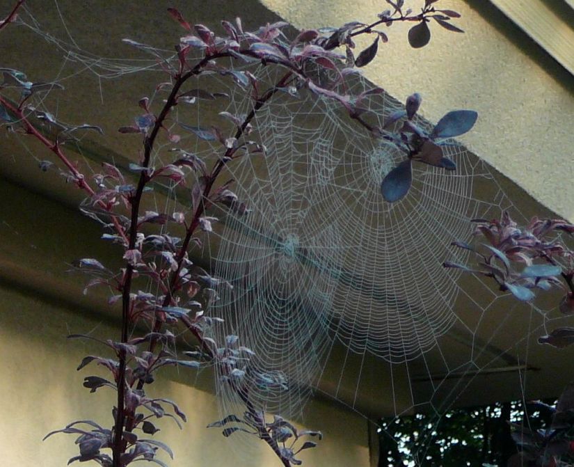 Spider web in branches
