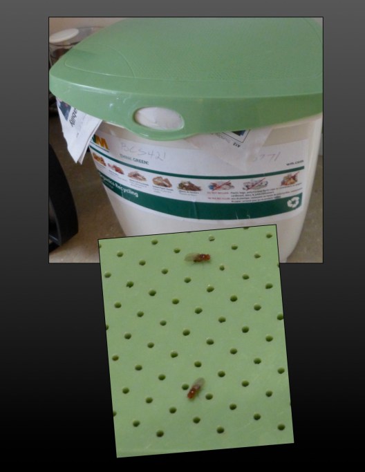 Our new Organics Bucket