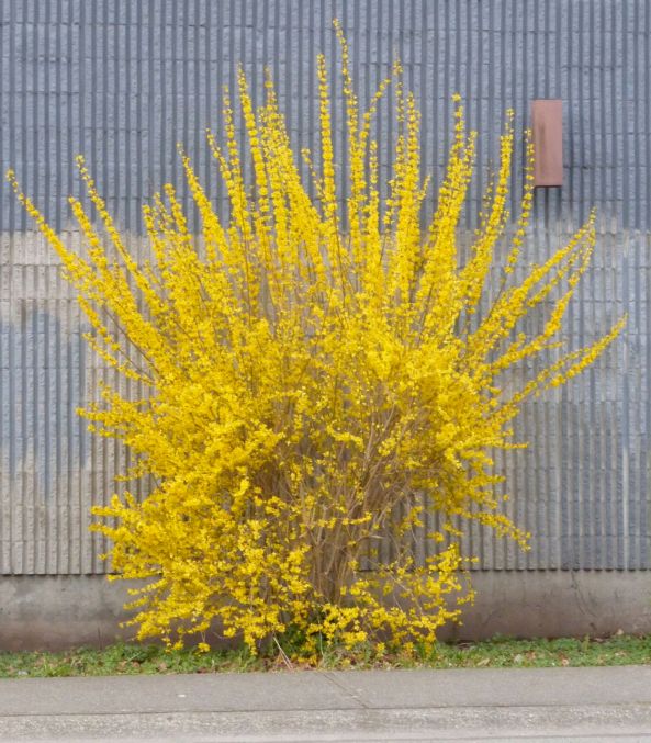 Forsythia