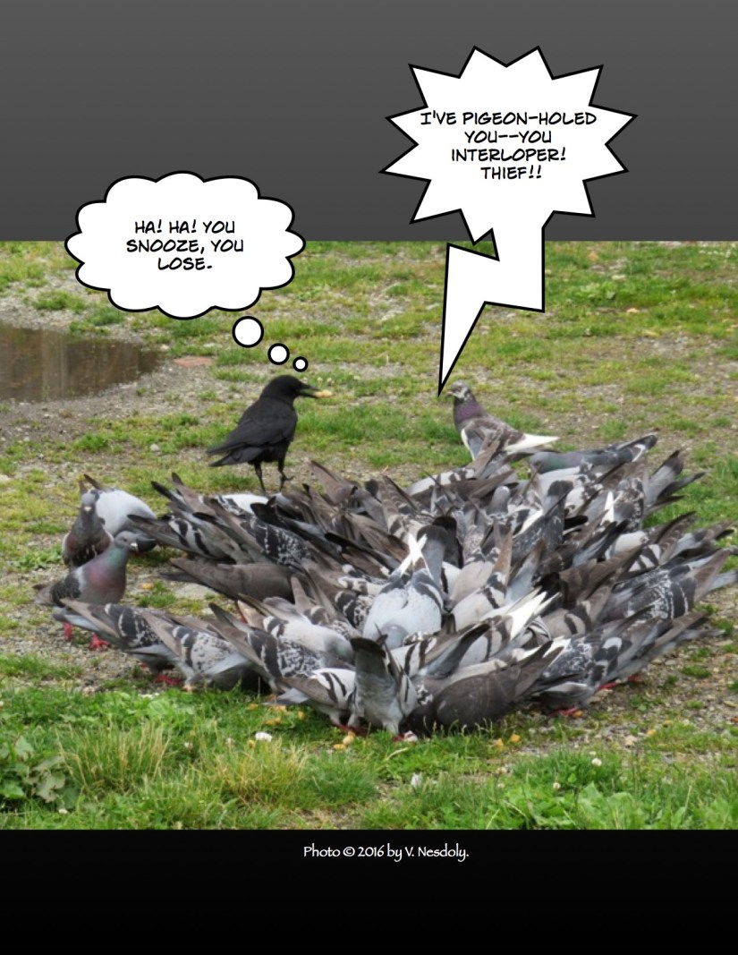 carrier-pigeon-illus