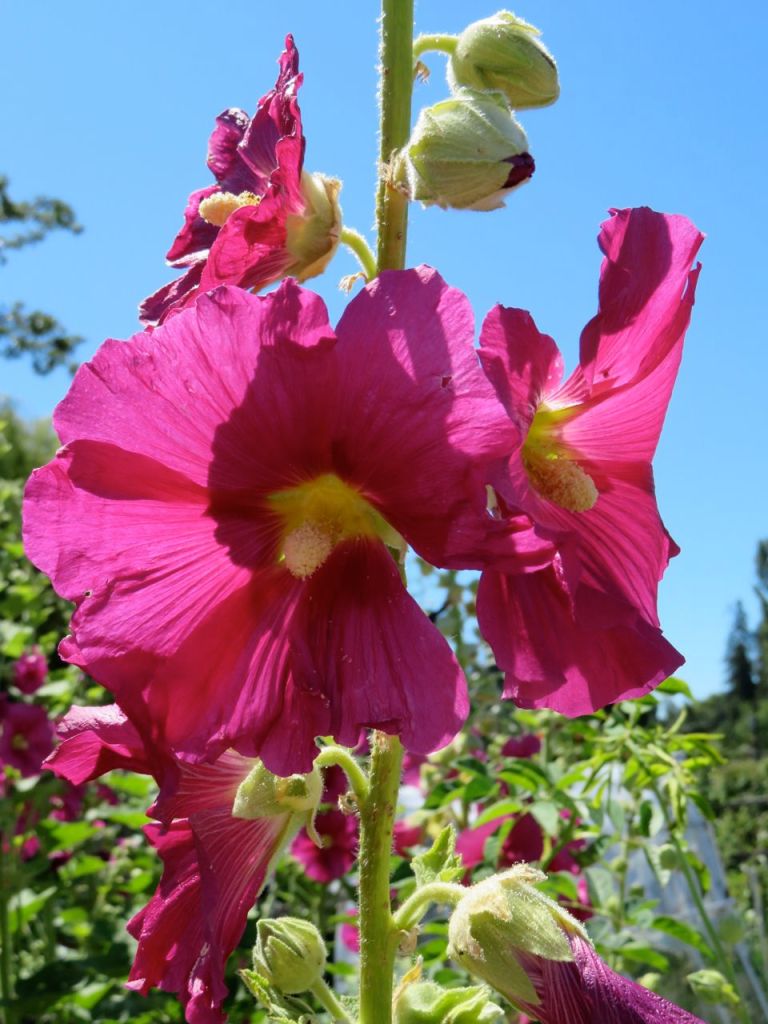 hollyhock
